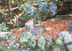 鹿に紅葉